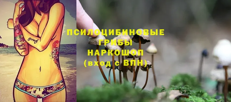 Псилоцибиновые грибы Psilocybe  наркота  Бородино 